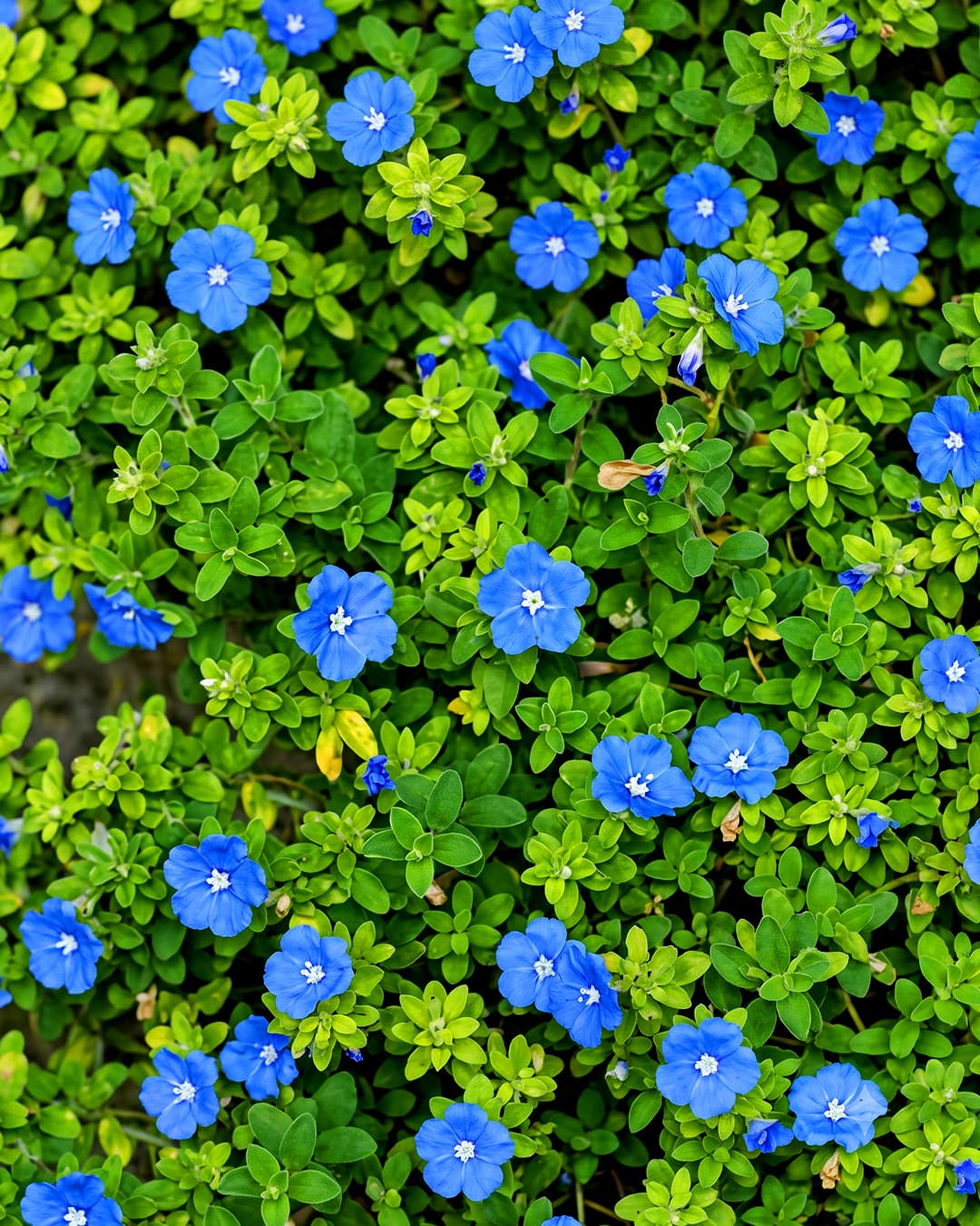 Sri Satyadeva Nursery