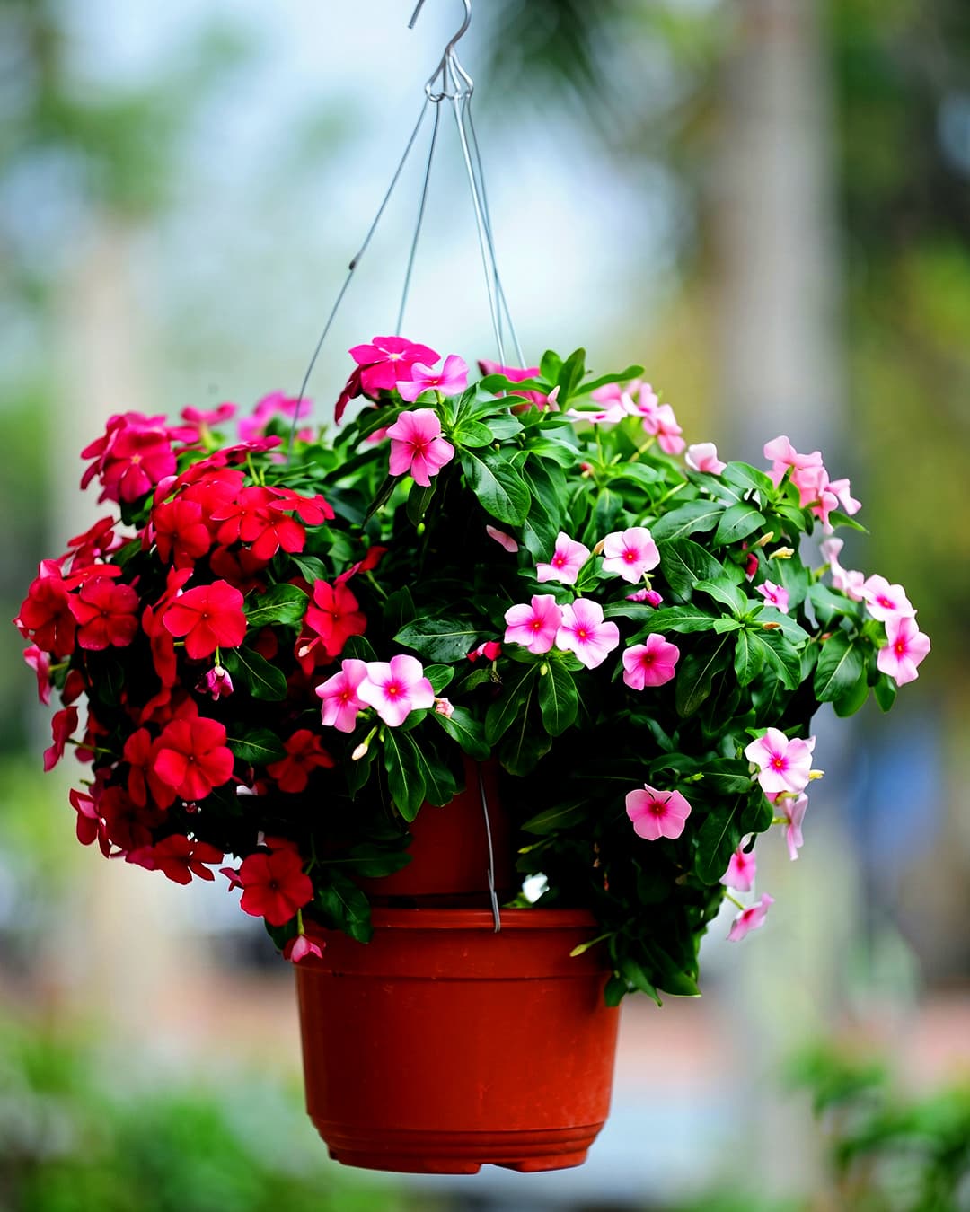 Sri Satyadeva Nursery