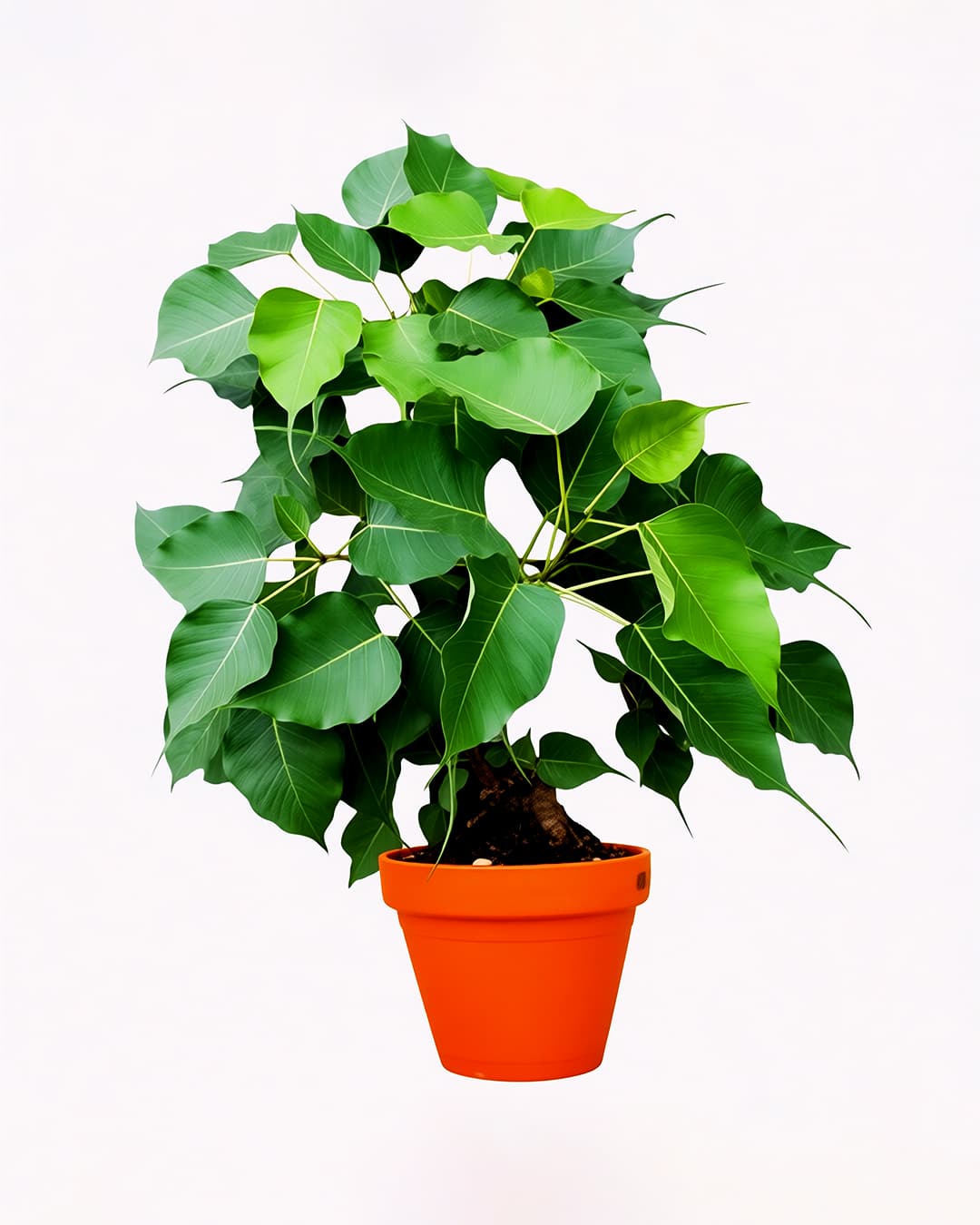 Sri Satyadeva Nursery